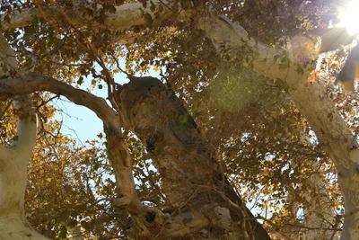 DSC_2300 (Large).JPG